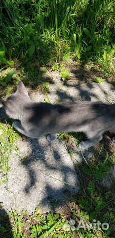 Котёнок в добрые руки Котёнок в добрые руки