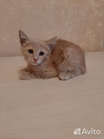 Лапочка ищет дом Лапочка ищет дом