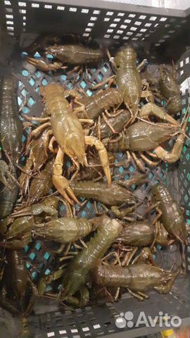 Живые раки Живые раки
