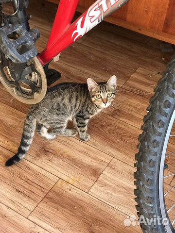Котенок мальчик. 3 мес