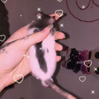 Крыса, крысиные дети, собаки, детские мыши