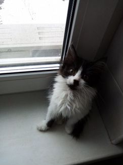 Пушистая воображуля