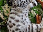 Бенгальская кошка розетка на серебре