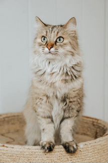 Королева Флаффи