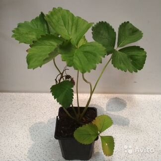 Рассада клубники