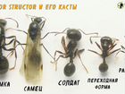 Муравьи Messor structor, жук знахарь объявление продам