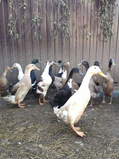 Продам птицу с личного хозяйства и инкубационные я