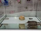 Красноухая черепаха с аквариумом 50 литров объявление продам