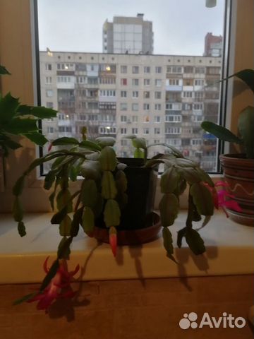 Декабристы