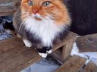 Мерзнет неземная красота(коты и кошки молодые) объявление продам