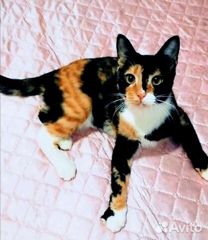 Басти трехцветная кошка подросток