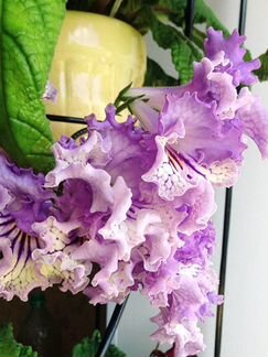 Стрептокарпусы