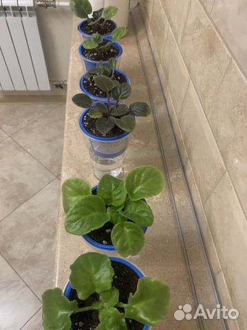 Фиалка Сортовая