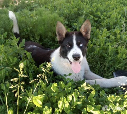 Собака в добрые руки