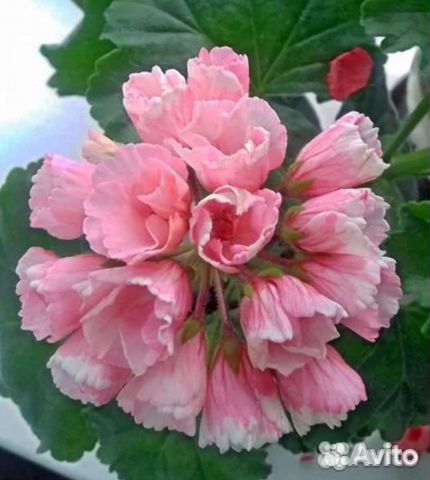 Пеларгония тюльпановидная (редкие сорта)