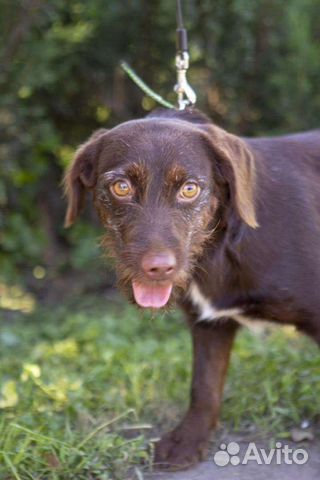 Собака в добрые руки отдам бесплатно