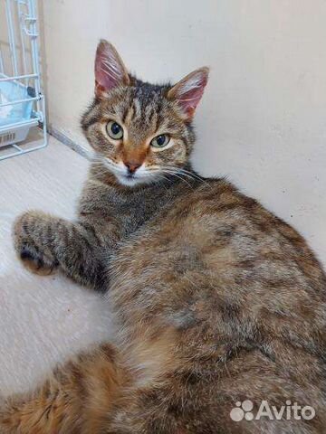 Кошка в добрые руки