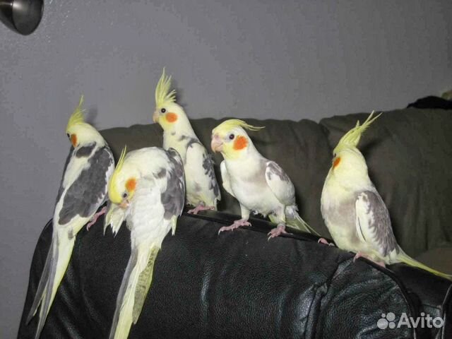 Попугай разных видов