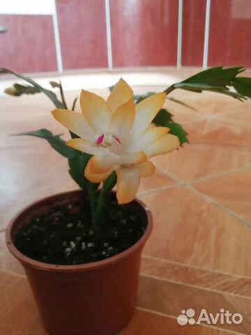 Декабрист шлюмбергера