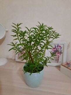 Пеперомия феррейра