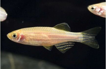 Данио Аквариумные рыбки