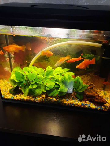 Аквариум с рыбами, рыбы, расстения
