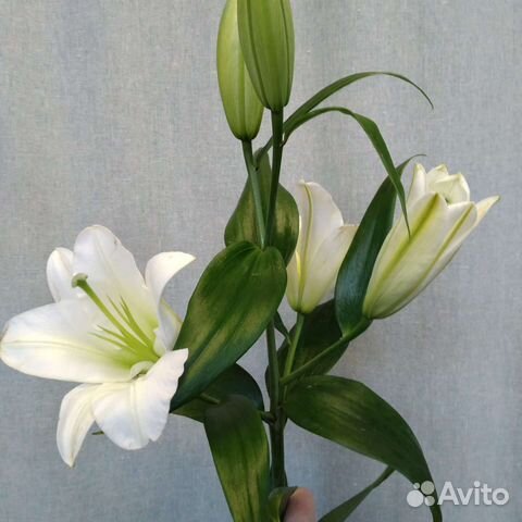 Лилия Букет лилий Доставка Цветы
