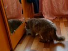 Сибирский котик в дар объявление продам