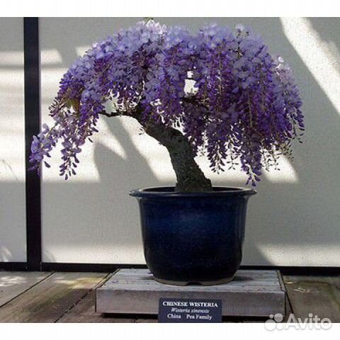 Глициния, семена