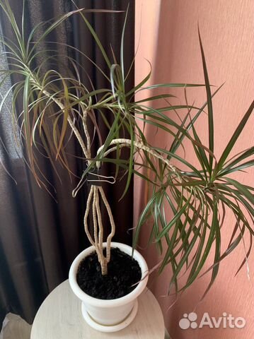 Комнатные цветы драцена