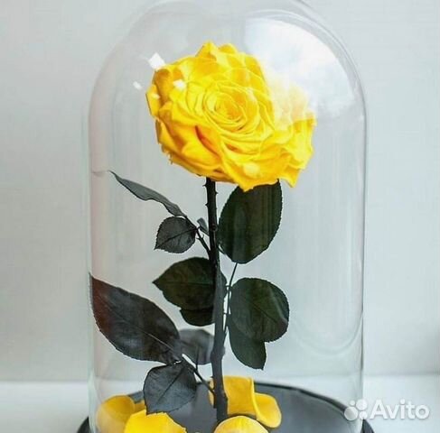 Роза в колбе. Неувядающая
