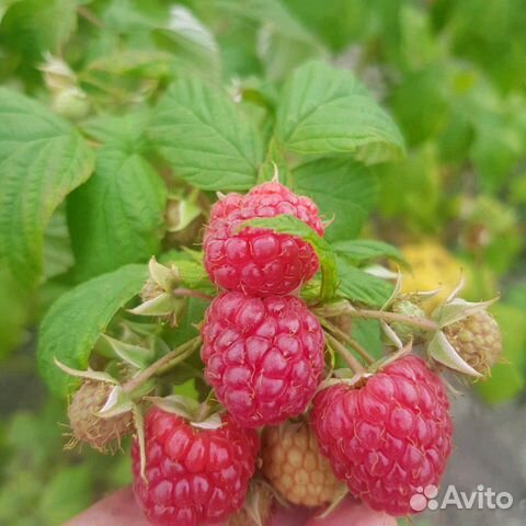 Куст малины,смородины и т д