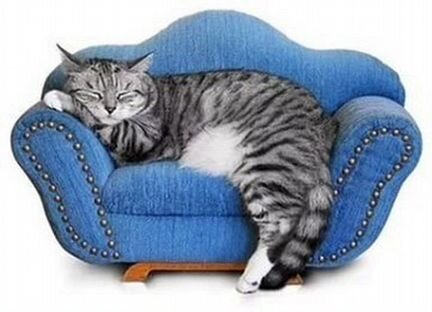 Передержка животных в домашних условиях