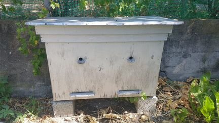 Улей-лежак варшавский