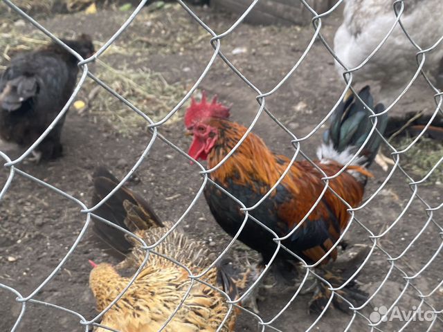 курочки новосибирск. кучинская юбилейная 5 месяцев. куры новосибирска. куры в новосибирске. курицы новосибирска.