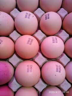 Инкубационное яйцо (импорт) бройлер, индейка, утка