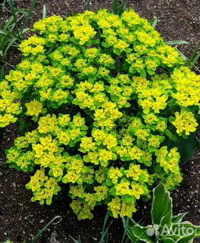 Молочай, медуница, мускари, будлея