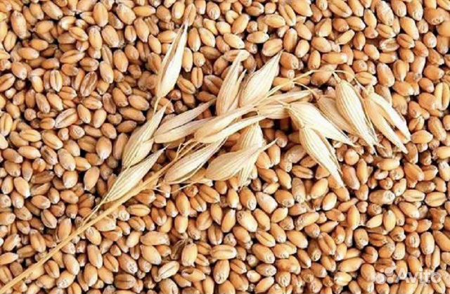 Зерно Пшеница, Ячмень, Овес, Кукуруза, Дробленка