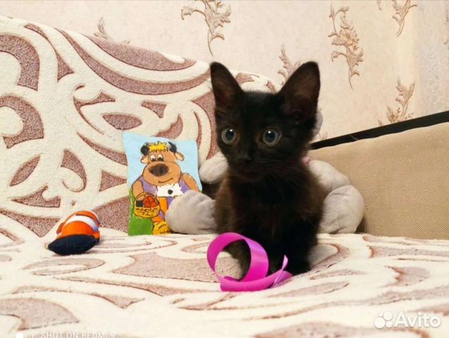 Котенок анапа авито. Котенок анапа авито. Котенок анапа авито. Найден котенок 3 месяца фото ноябрь 2022 году симферополь бело серый. Котенок анапа авито.