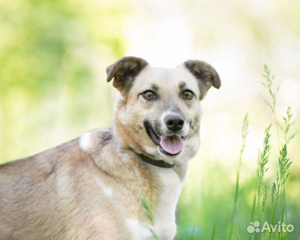 Дина, ей 3 года, стерилизована