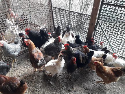Домашние Куры и петухииндейки и Индоутки