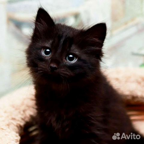 Котята чёрные в добрые руки