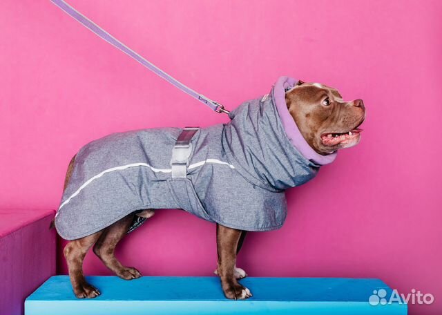 Пошив одежды для собак на заказ
