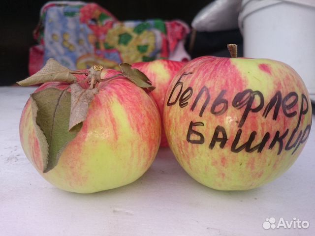 Саженцы плодово-ягодных культур