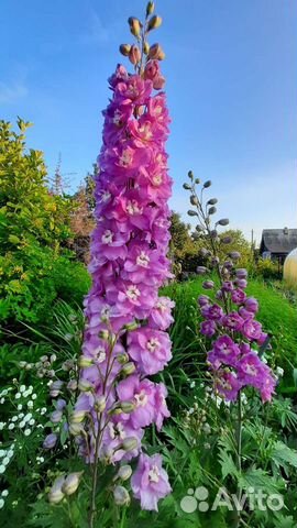 Новозеландский дельфиниум