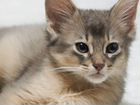 Сомалийский котенок объявление продам