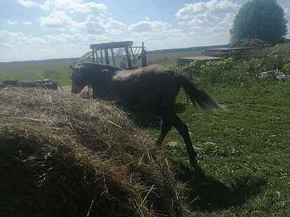 Лошадь жеребец латвийская рысистая