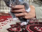 Котята от Сибирской кошки объявление продам