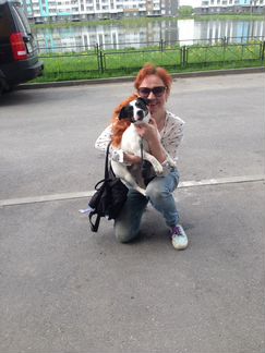 Передержка животных, догситтер