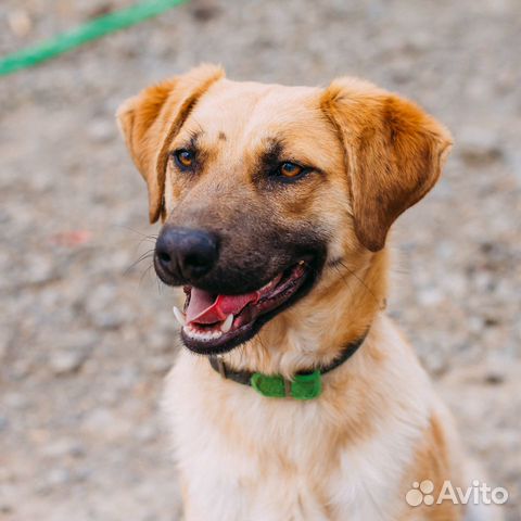 Молодой пёс в добрые руки